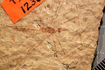Media type: image;   Entomology PALE-1236